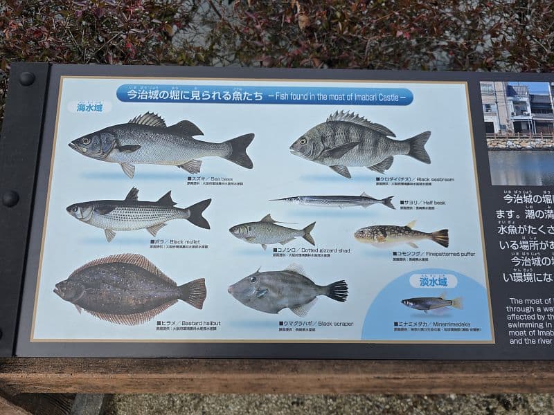 今治城の堀に見られる魚たちの説明板