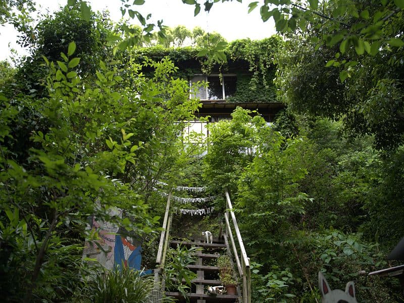猫の細道の古家——木々が建物を覆うように育った路地奥の廃屋