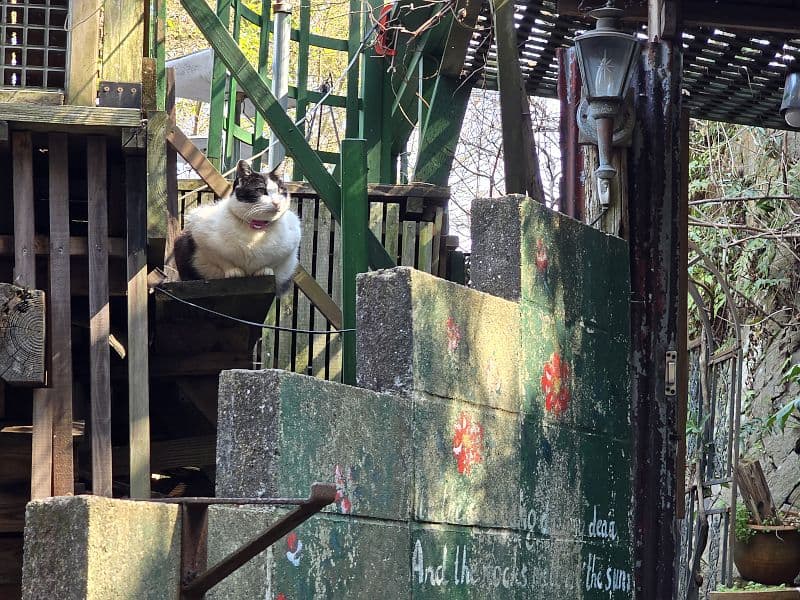 猫の細道の縁台でくつろぐ猫——日向ぼっこをしている地域猫（2026年3月・平日15時台撮影）
