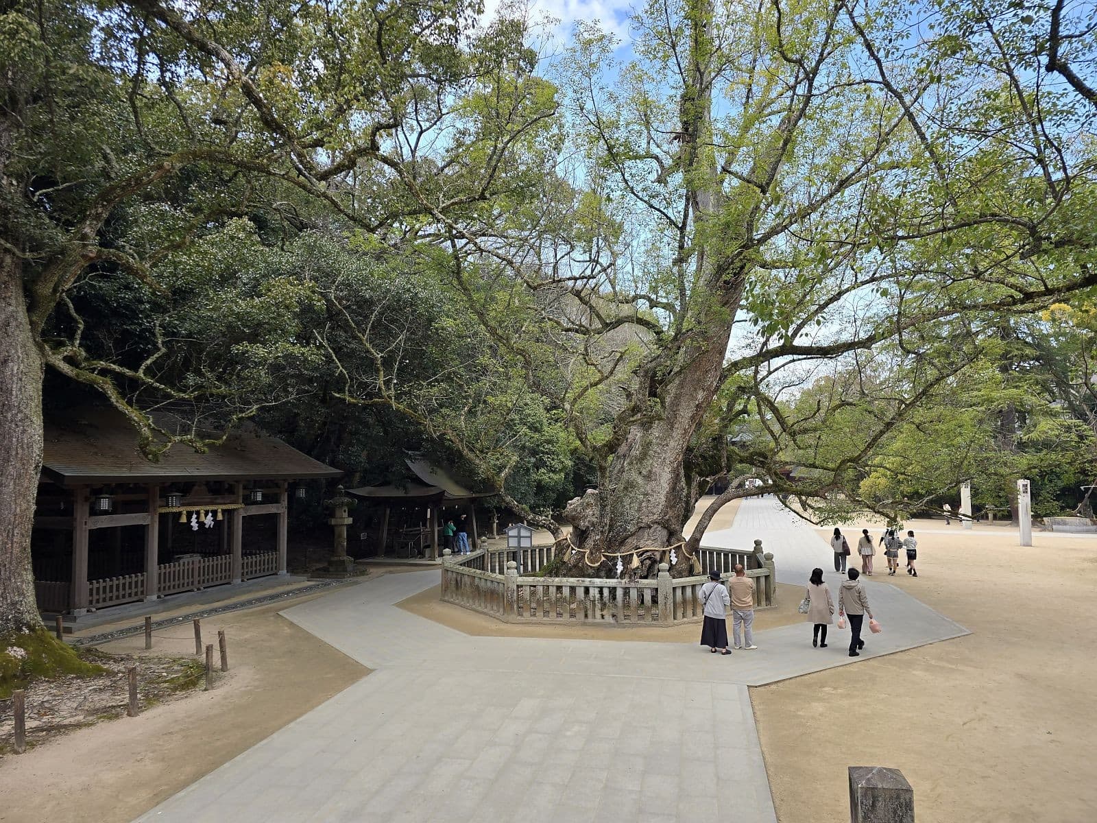 大山祇神社の御神木と社殿が一体となった境内の景観。神域の雰囲気が漂う