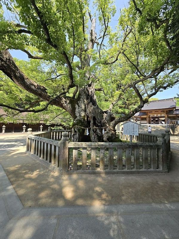 大山祇神社の御神木・楠を境内正面から見た全景。保護柵に囲まれた幹周8.5mの楠と背後に社殿
