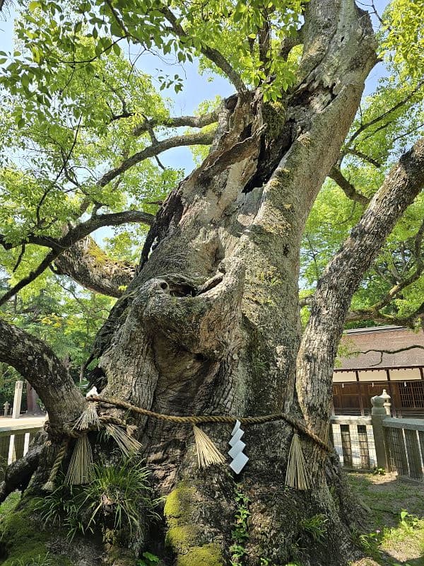 大山祇神社の御神木・楠の幹。幹周8.5m・樹齢2,600年以上の国の天然記念物、しめ縄が巻かれた荒々しい樹皮