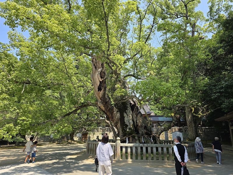 大山祇神社の御神木・楠（境内広場から）。巨大な枝が境内全体を覆うほど広がる