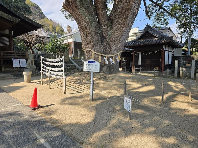 艮神社 大楠の幹