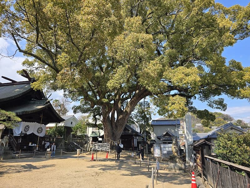 艮神社 樹齢900年の大楠 全体像