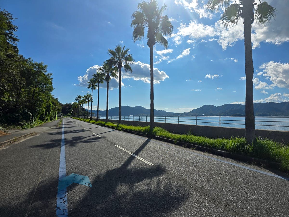 生口島サイクリングで走る県道81号のヤシ並木(海側に防潮堤、路肩にブルーライン)