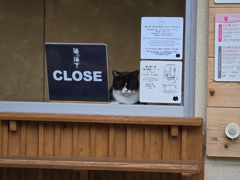 猫の横丁・受付CLOSE看板の横で座る猫——2026年4月11日 午前5時50分撮影